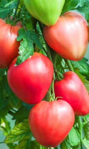 Томат СЕРДЦЕ ОРЛА