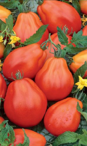 Томат СИБИРСКАЯ ГРУША КРАСНАЯ