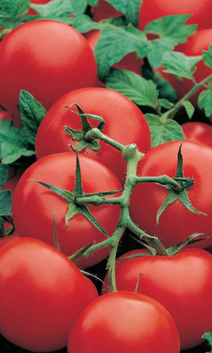 Томат СИБИРСКИЙ ЭКСПРЕСС F1