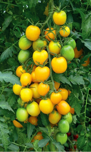 Томат СЛИВА ЗОЛОТАЯ