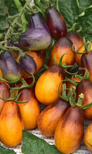 Томат СЛИВОВАЯ КАПЛЯ F1