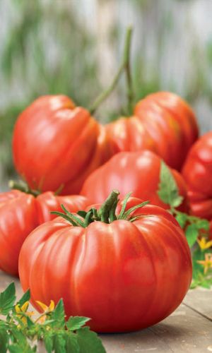 Томат СУПЕРГИГАНТ БРУТУС