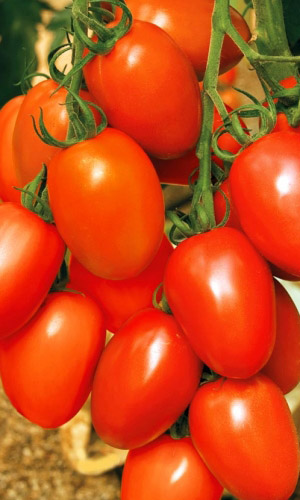 Томат СУПЕРГОЛ