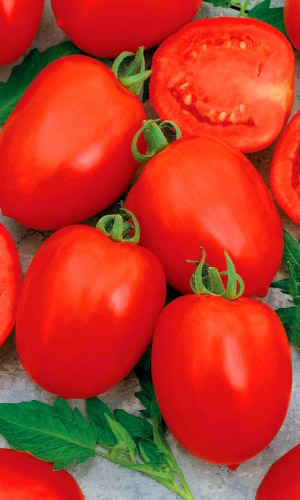 Томат ТАЛИСМАН