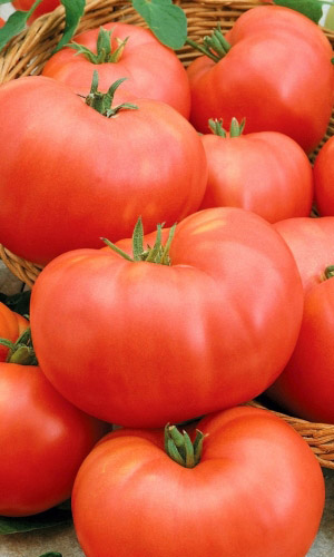 Томат СИБИРСКИЙ ТЯЖЕЛОВЕС