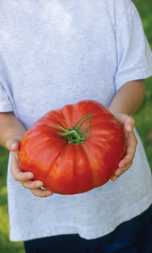 Томат УРАЛЬСКИЙ ГИГАНТ КРАСНЫЙ