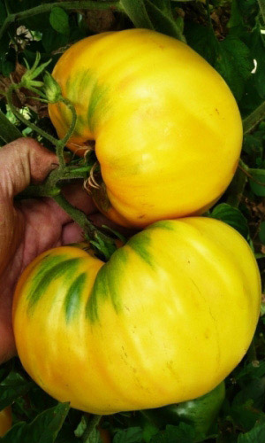 Томат УРАЛЬСКИЙ ГИГАНТ ЛИМОННЫЙ