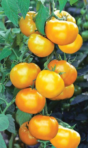 Томат УРАЛЬСКИЙ ГИГАНТ оранжевый