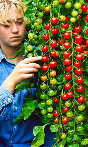 Томат ВИШНЯ РОЗОВАЯ