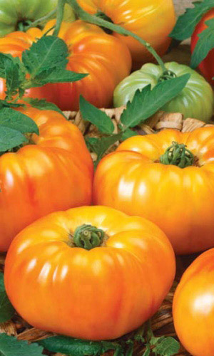 Томат ЯНТАРНЫЙ МЁД