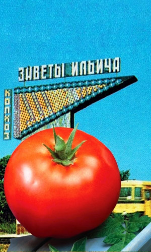 Томат ЗАВЕТЫ ИЛЬИЧА