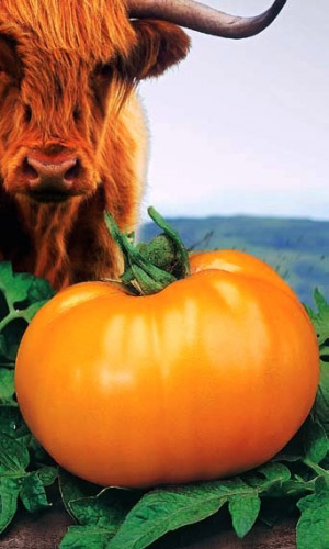 Томат ЗОЛОТОЙ БЫК