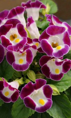 Торения ДЮШЕСС F1 БОРДОВАЯ С БЕЛЫМ