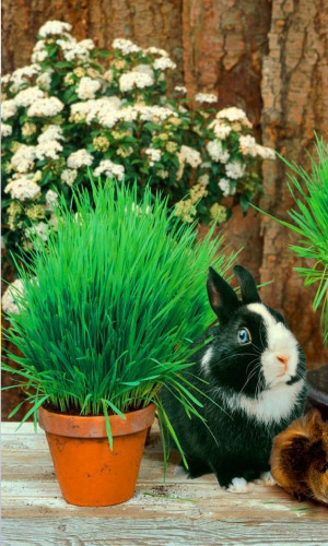 Трава ДЛЯ ДОМАШНИХ ГРЫЗУНОВ