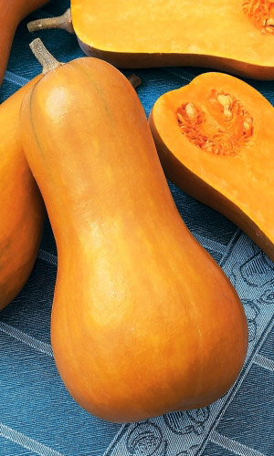 Тыква АРБАТСКАЯ