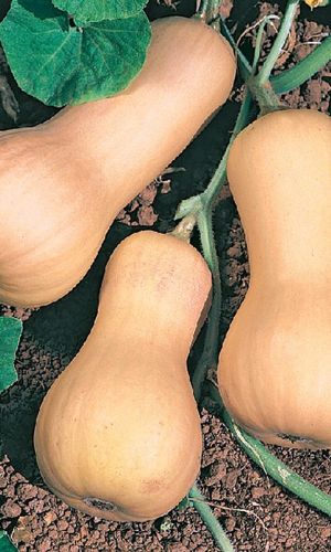 Тыква МЕДОВЫЙ АВГУСТ