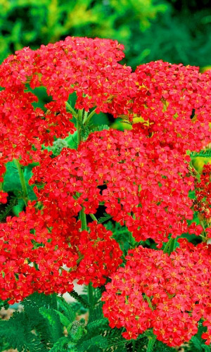 Тысячелистник ИГРИСТОЕ ВИНО