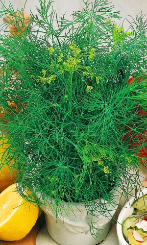 Укроп МИЛЛИОНЕР