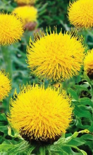 Василёк крупноголовый ЖЁЛТЫЙ