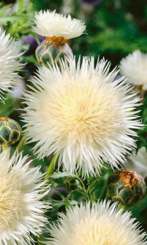 Василёк НЕВЕСТА