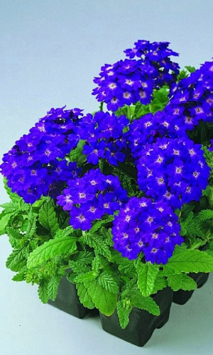 Вербена СИНЯЯ С ГЛАЗКОМ гибридная