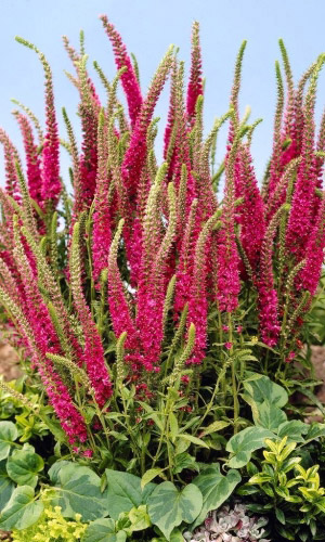 Вероника колосистая РОЗОВАЯ