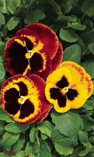 Виола КРЫЛЬЯ БАБОЧКИ