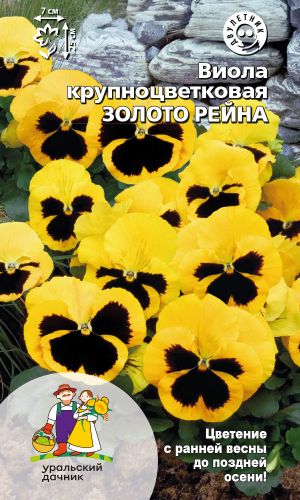 Виола ЗОЛОТО РЕЙНА