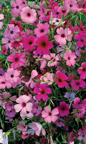 Вискария НЕБЕСНАЯ РОСА