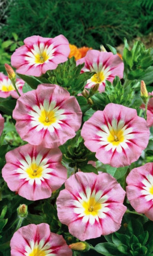 Вьюнок РОЗОВОЕ ЗНАМЯ