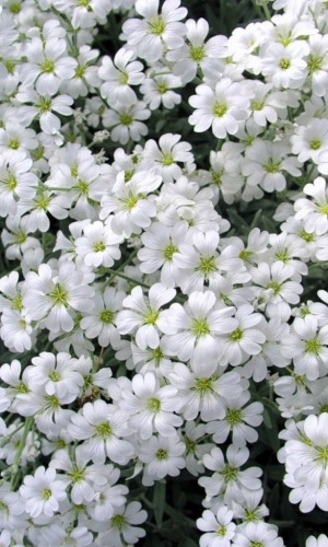 Ясколка СНЕЖНЫЙ КОВЁР &mdash; Белоснежный ковёр ежегодно, в мае!