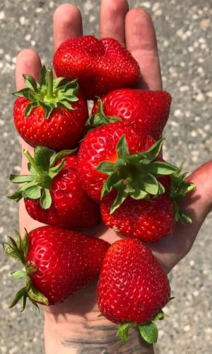 Земляника ДИВО ДИВНОЕ