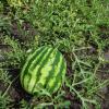 Арбуз СИБИРСКИЙ ГИГАНТ