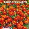 Бархатцы ЕЛЕНА ПРЕКРАСНАЯ