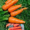 Морковь САХАРНЫЙ ГИГАНТ