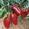Перец ДЕНИС F1