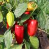 Перец ПОЛЁТ