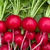 Редис ГРАНАТОВЫЙ ШАР