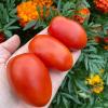 Томат БОЕЦ (БУЯН)