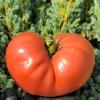 Томат ГРОМИЛА F1