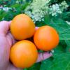 Томат ОРАНЖЕВЫЙ ЗАКАТ