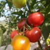 Томат ТРЕТЬЯКОВСКИЙ F1